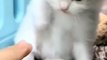 funny animals video | cute cat . funniest cat and dog. cats meowing. funny cats mukesh murliwala