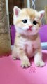 funny animals video . cute cat . funniest cat and dog. cats meowing. funny cats mukesh murliwala