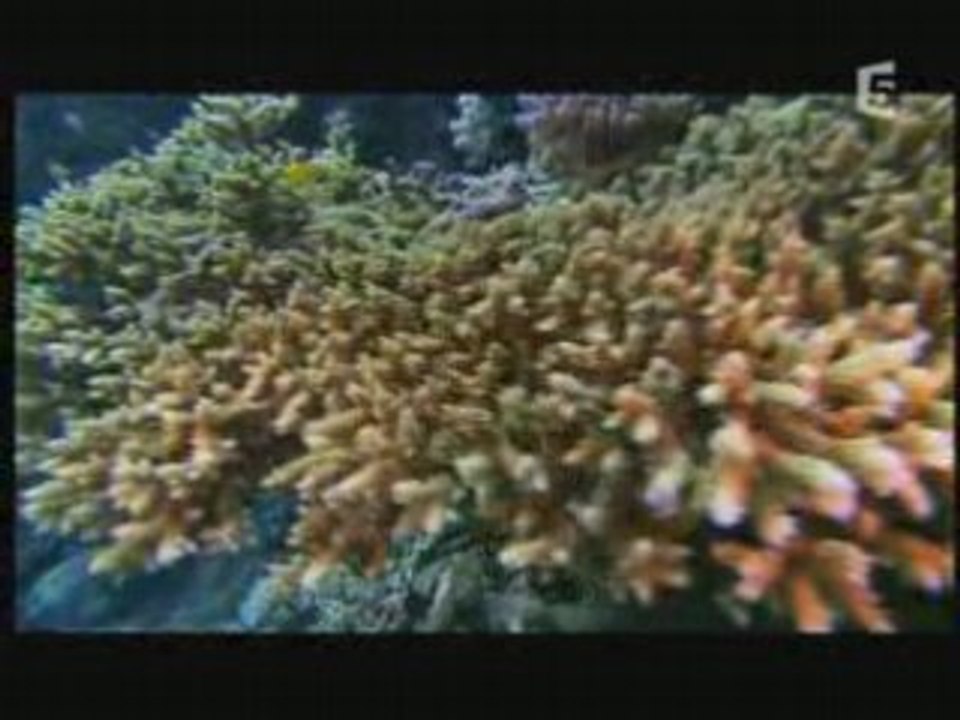 Vidéo_( plongée ]