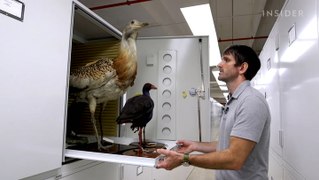 Why over 600,000 bird specimens are preserved at the Smithsonian