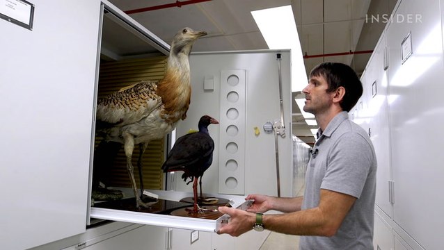 Why over 600,000 bird specimens are preserved at the Smithsonian