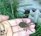 Mujer sostiene araña en sus manos