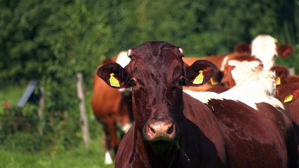 So cute and beautiful Horses