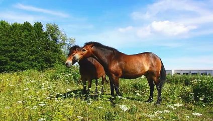 So cute and beautiful Horses