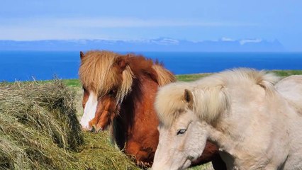 So cute and beautiful Horses