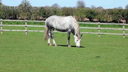So cute and beautiful White Horse