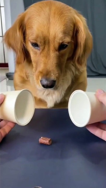 When your dog is more funnier than you • funny dog video