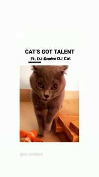 When your dog is more funnier than you • funny dog video Product link bit.ly/3E6jWfh Hi dog lover, please read description