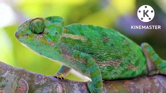 wild animals. how to tell wild animals extra questions and answers. what are the causes and consequences of deforestation