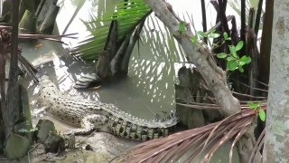 Crocodile Attacked on Giant Lizard