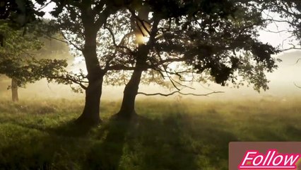 hei to nice place in the forest