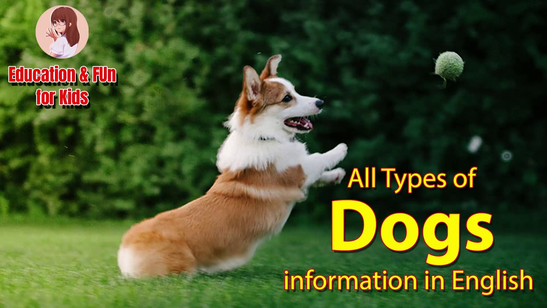 Information about dogs for 2024 kids