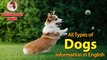 All Types of Dogs information in English l Dogs for Children I Education & Fun for Kids