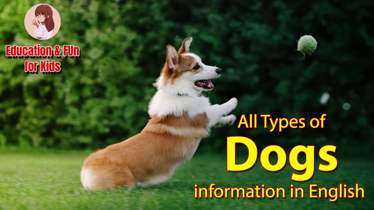 All Types of Dogs information in English l Dogs for Children I Education & Fun for Kids