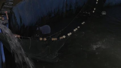 Gazze'de balıkçılar 1,5 aylık aranın ardından Batı Şeria'ya balık satışına başladı