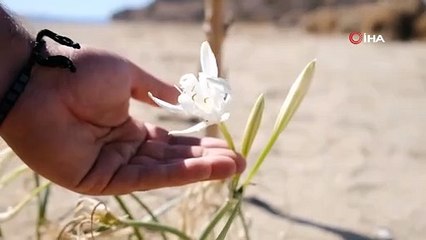 Nesli tehlike altında: Bu çiçeği koparmanın cezası 109 bin lira