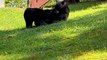 Famille d'ours jouant dans l'herbe - Buzz Buddy