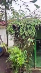 Piscine transformée en habitat de crocodile - Buzz Buddy