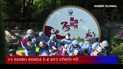 13 yavru panda ilk kez görüldü