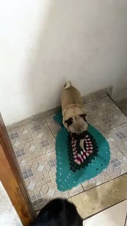 Polite Pug Wipes Paws Before Going Inside