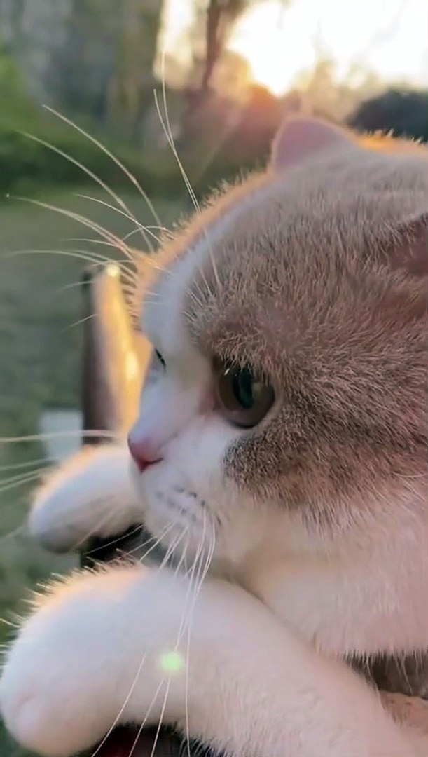 cute cats funny cats
