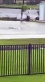 قرش يسبح في شوارع فلوريدا