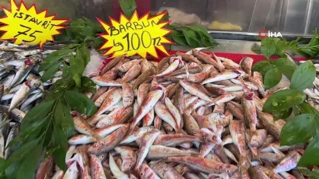 Karadeniz'de palamut bollaştı, hamsi adeta yok oldu