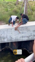 Sauvetage d'un écureuil tombé à la mer - Buzz Buddy