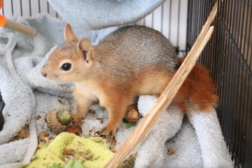 EN BÜYÜK YANGINDAN YARALI KURTULAN SİNCAP, DOĞAYA DÖNECEĞİ GÜNÜ BEKLİYOR