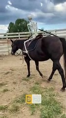 Utiliser un faux squelette pour entraîner un cheval - Buzz Buddy