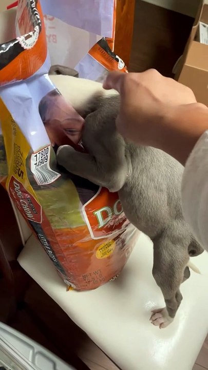 Le chiot est avide de croquettes - Buzz Buddy