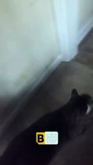 Le chat chante pour sa nourriture - Buzz Buddy