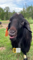 Booger la chèvre devient vocale - Buzz Buddy