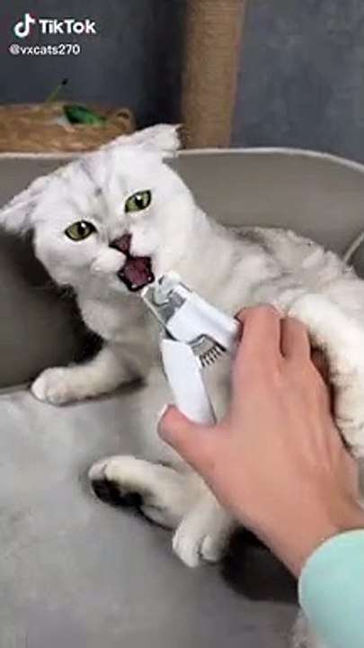 Funny cats