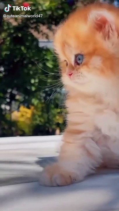 funny cats