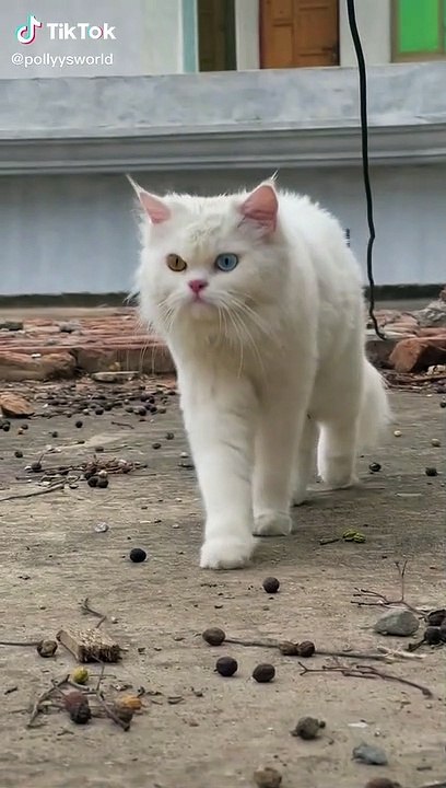 funny cats