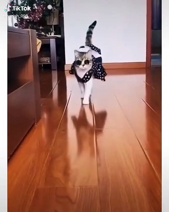 Funny cats5