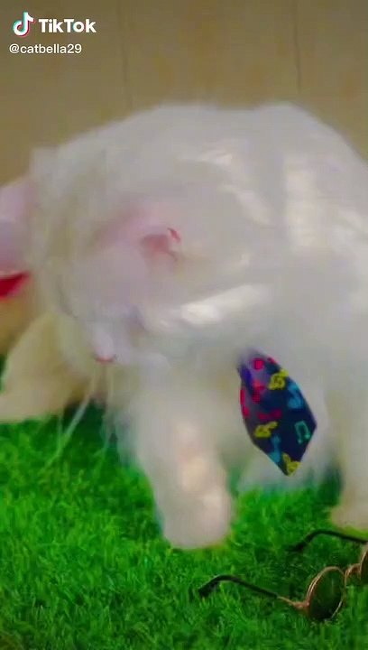 funny cats6