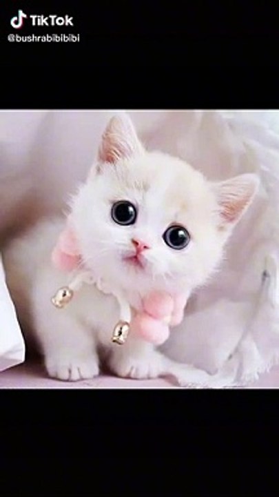 Funny cats and animals7