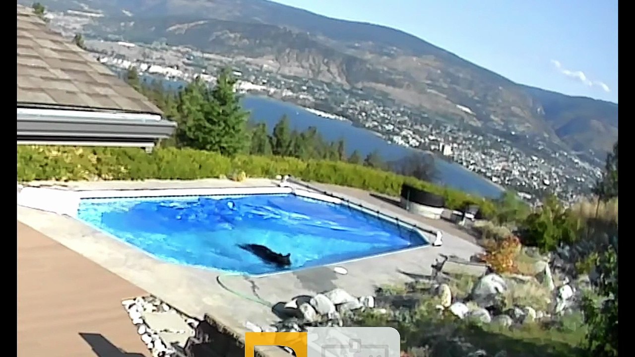 La fête de la piscine des ours filmée par une caméra de sécurité - Buzz Buddy