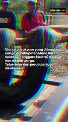 NGERI! PITON RAKSASA 7 METER DIAMANKAN WARGA DI MUNA BARAT PUNYA TELUR 1 KARUNG