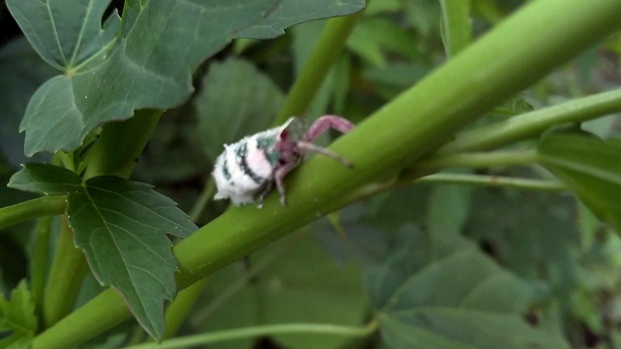 Dragon Insects