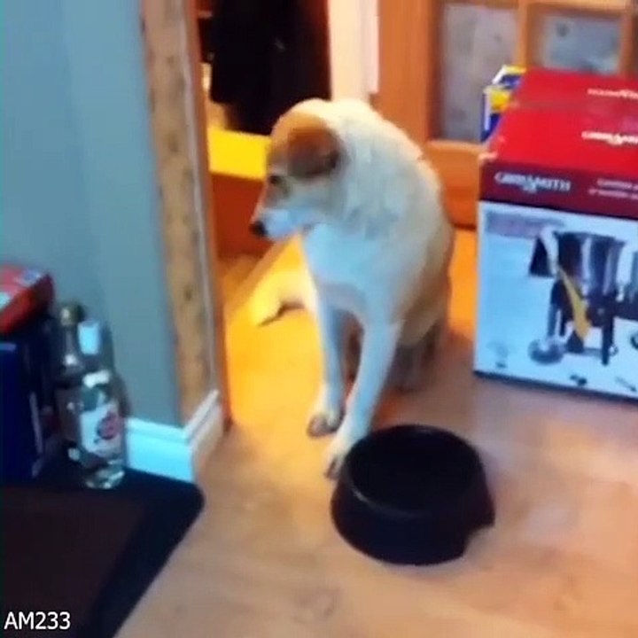 Funniest Animals  - Try Not To Laugh  - Funny Domestic And Wild Animals' Life