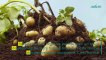 Alimentation : Peut-on manger des pommes de terre germées ?