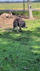 Kids Have Hilarious Comments About Male Kangaroo