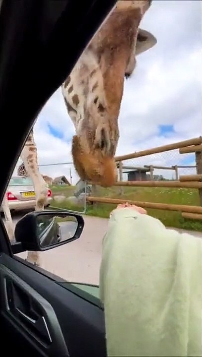 Close Encounter with a Giraffe
