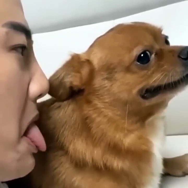 funny angry dog