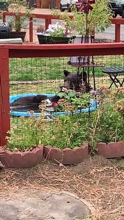 Bear Lounges In Kiddie Pool