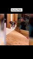 Dog Animls short# Comedy show