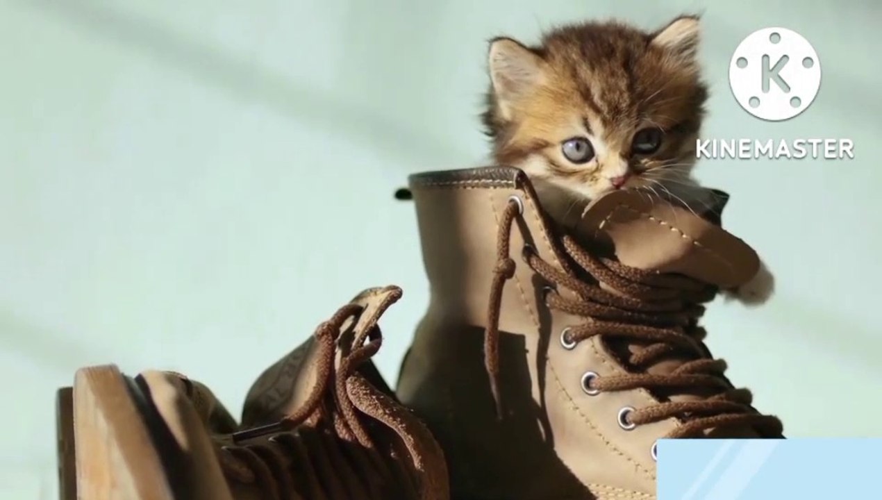 Cute Cat 